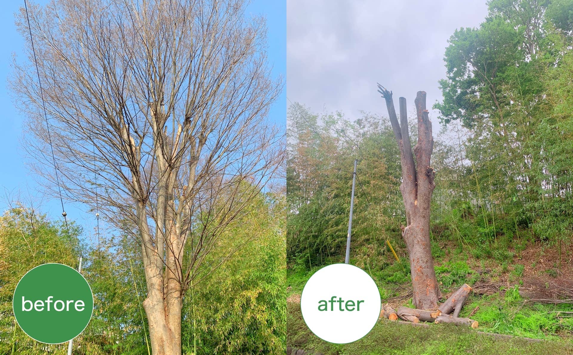 before after